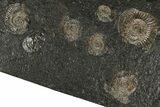 Fossil Ammonite Cluster - Posidonia Shale, Germany #350869-1